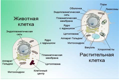 Структурные элементы клеток