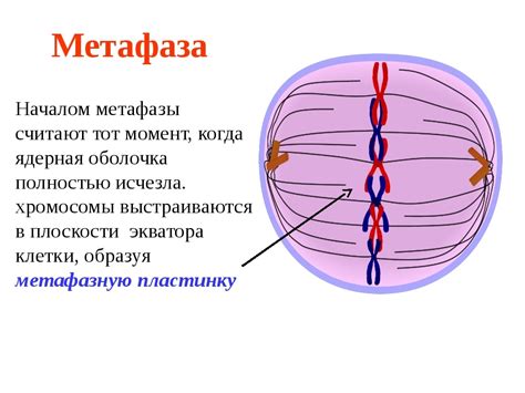 Структуры клетки в метафазе митоза