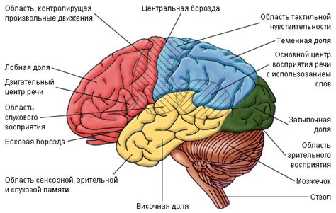 Субкортикальная область мозга