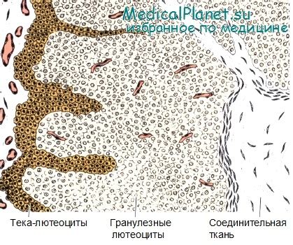 Судьба желтого тела после выкидыша