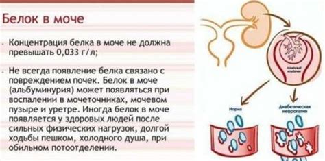 Суточная экскреция белка в моче: норма и отклонения