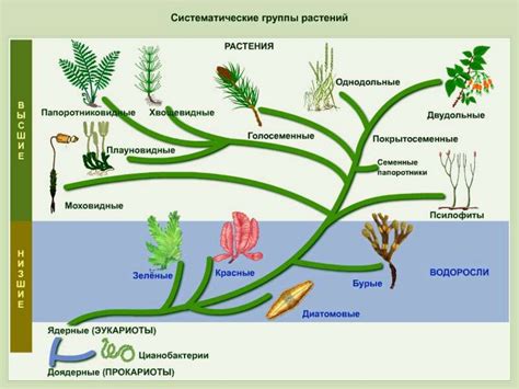 Сущность ила для животных и растений