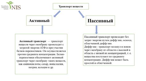 Сходства и различия проходных и непроходных мембран