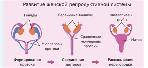 Сходство в репродуктивной системе