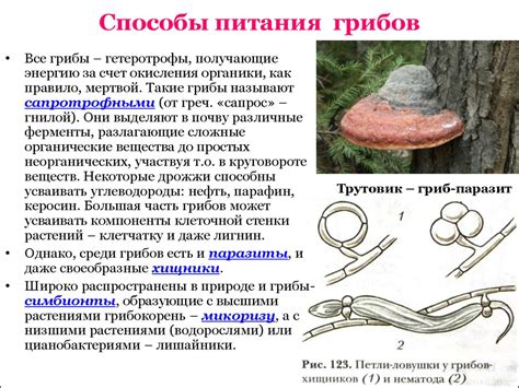 Сходство в строении