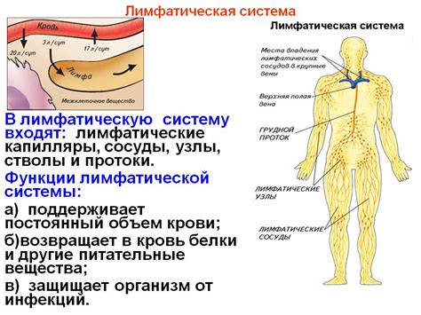 Сходство в строении и функции органов