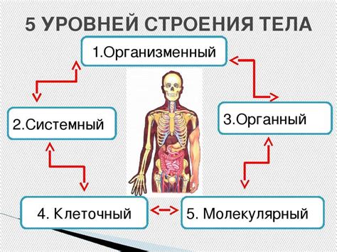 Сходство строения тела