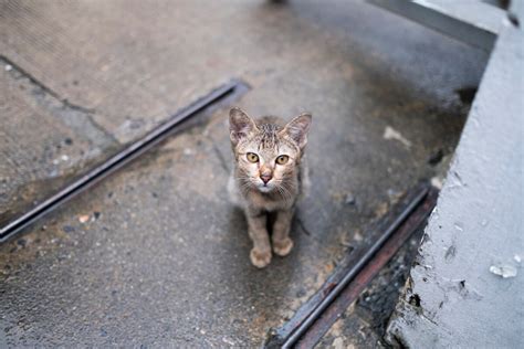 С чем столкнуться при поиске нового дома для ненужных котят?