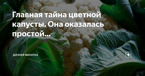 Тайна снов о солении капусты