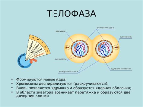 Телофаза в жизненном цикле клетки