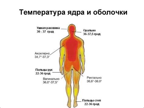 Терморегуляция организма и ее влияние на обмен веществ