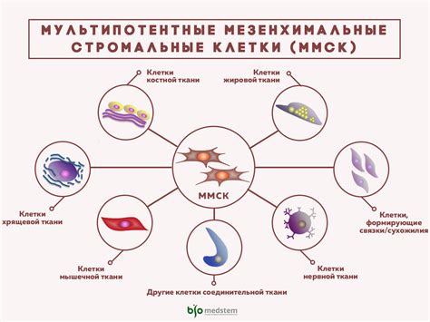 Типы клеток