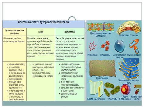 Типы клеток и их функции