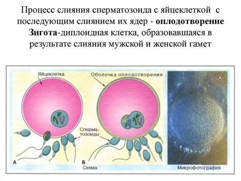 Типы оплодотворения у животных