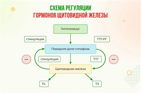 Тиреоидные стимулирующие гормоны (ТТГ)