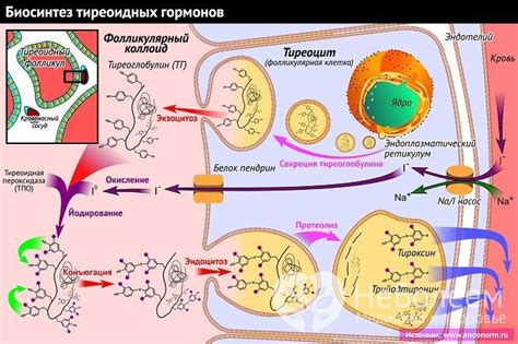 Тиреопероксидаза (ТПО)