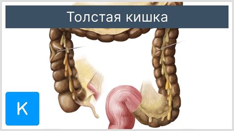 Толстая кишка