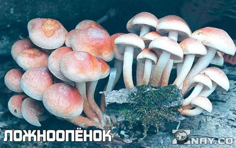 Топ 9 способов определить ядовитые грибы при варке