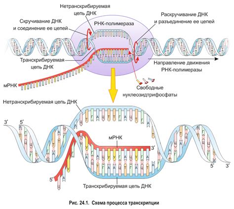 Транскрипция ДНК и РНК