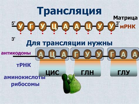 Транскрипция и трансляция генетической информации