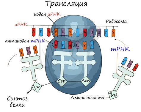 Трансляция и синтез аминокислотных цепочек