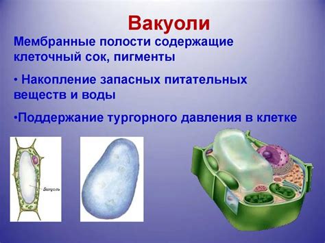 Транспортные функции вакуоли в растениях