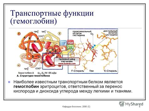 Транспортные функции гемолимфы