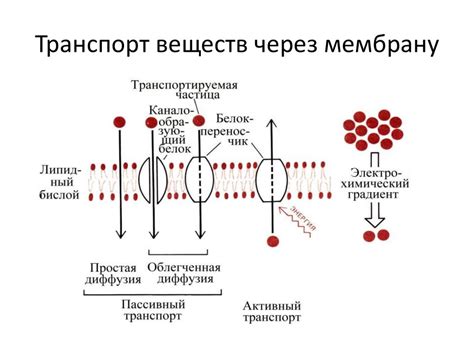 Транспорт АТФ через клеточные мембраны