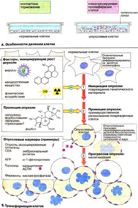 Трансформация жировых клеток