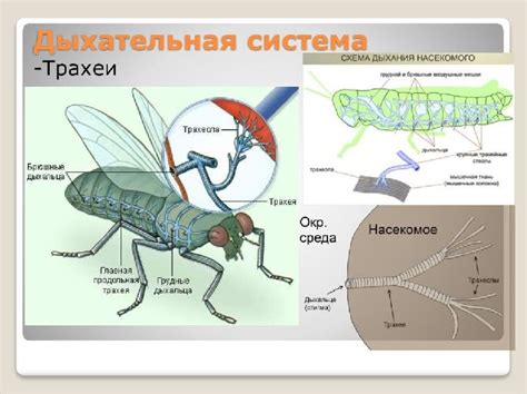 Трахеальная система дыхания у насекомых