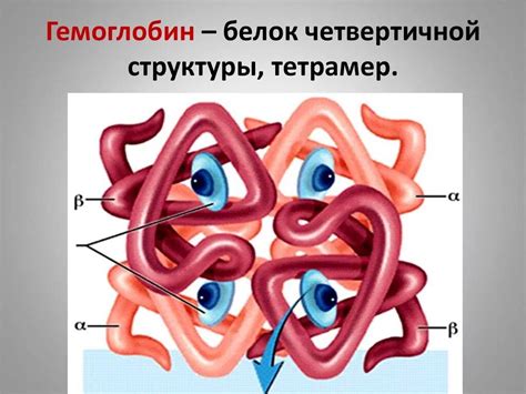 Третичная структура гемоглобина: пространственное строение