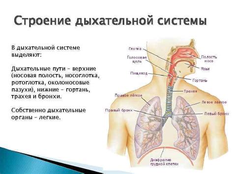 Трубка в горле и ее роль в дыхательной системе