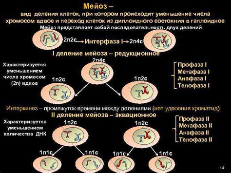 Убывание числа хромосом