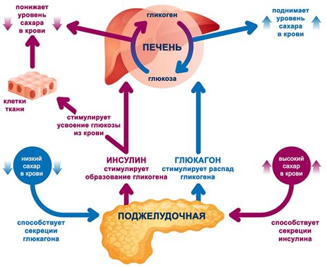 Углеводы и почки