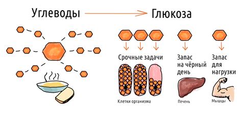 Углеводы и сердце