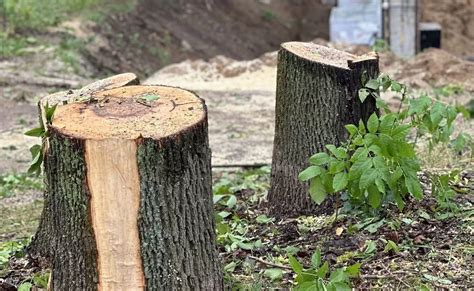 Удаление корней спиленных деревьев и кустарников