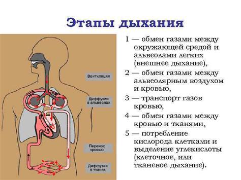 Удаление углекислого газа: роль легких и дыхательных путей