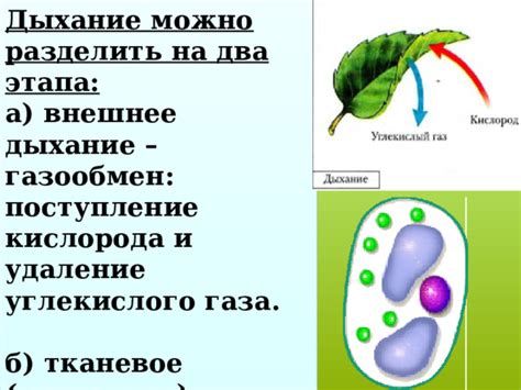 Удаление углекислого газа у амебы