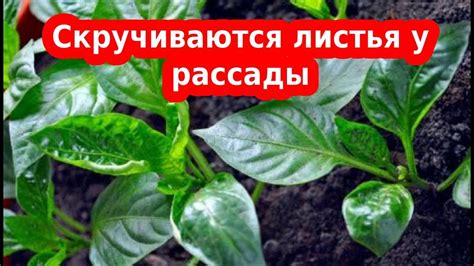 Удалить пораженные растения