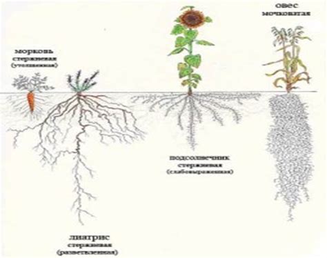 Укрепление корневой системы растений с использованием кварцевого песка