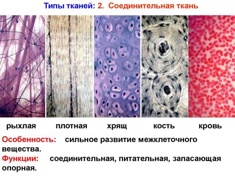 Укрепление соединительной ткани