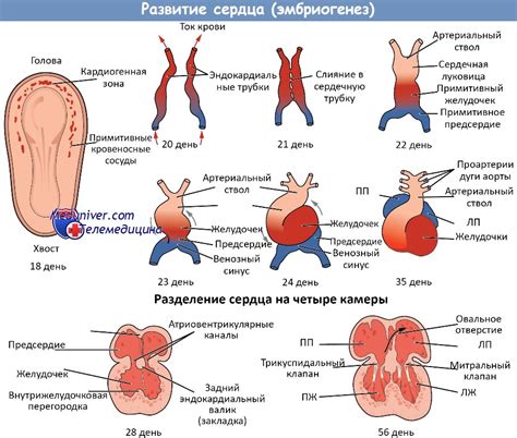 Улучшают функцию сердца и сосудов