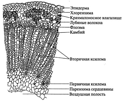 Улучшение растительной конструкции