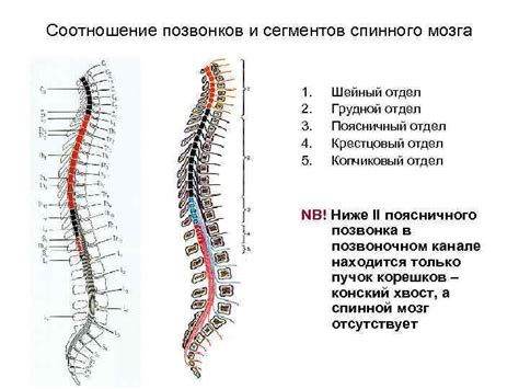 Уменьшение нагрузки на мозг и спинной мозг