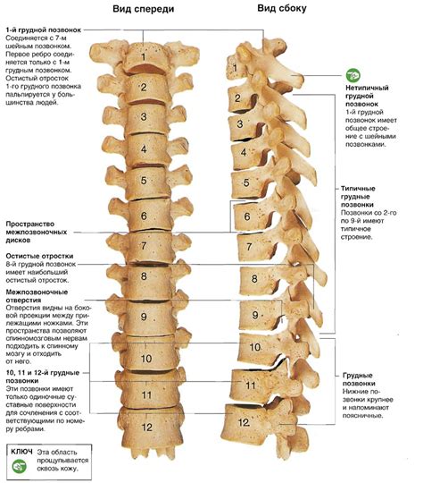 Уникальная структура грудных позвонков