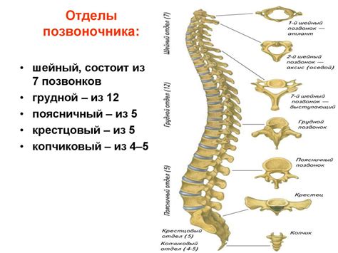 Уникальные характеристики позвоночника человека