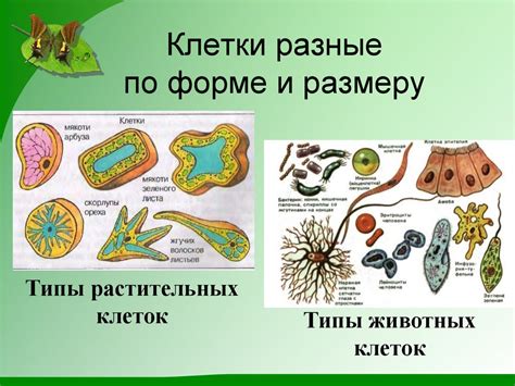 Уникальные характеристики растительных клеток