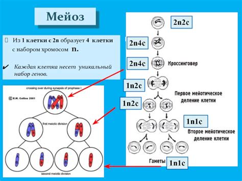 Уникальный набор генов