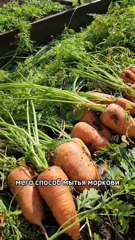 Уродилось много моркови – как поделиться?