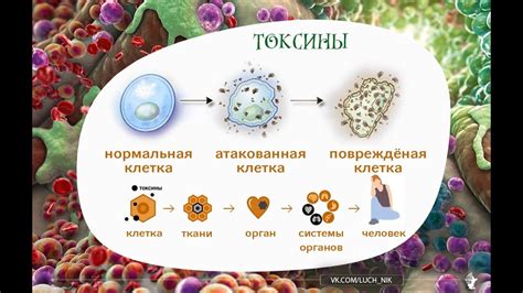 Усиление обмена веществ и выведение токсинов из организма